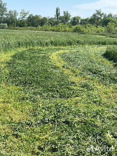 Сено 2024 года В наличии