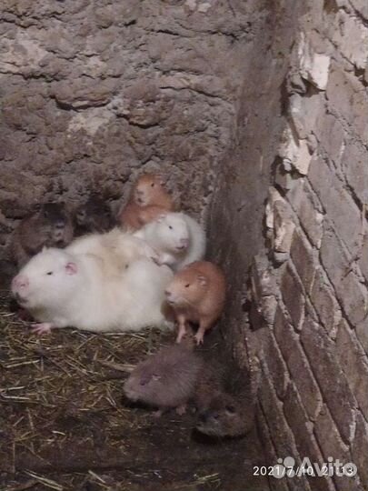 Продаются нутрии