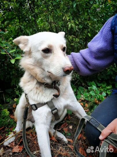 Собака в добрые руки