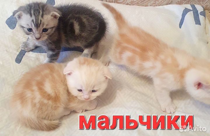 Шотландские котята