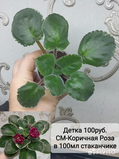 Детки сортовых фиалок
