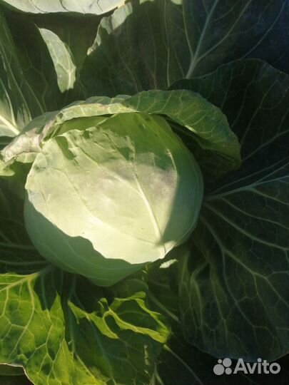Капуста белокочанная ранняя