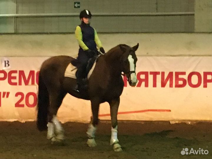 Верховая езда Обучение