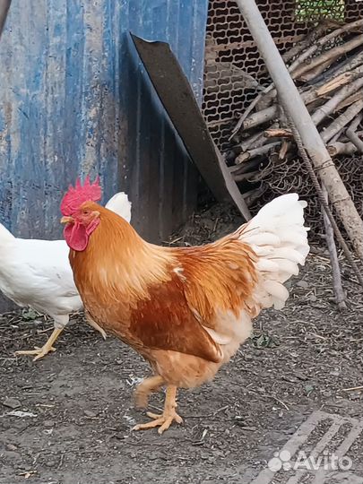 Петух на племя