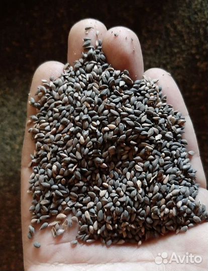 Семена ели обыкновенной