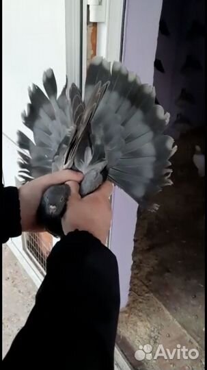 Николаевские голуби