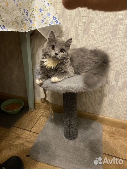 Британский кот