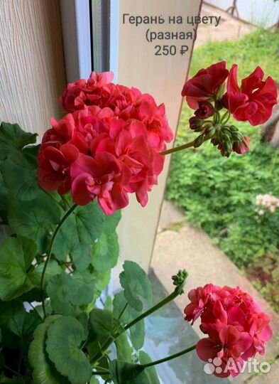 Герань. Пахистахис. Компанула. Гибискус