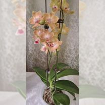 Орхидея фаленопсис Мультифлора