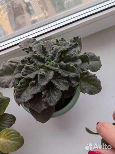 Комнатные растения. Фиалка