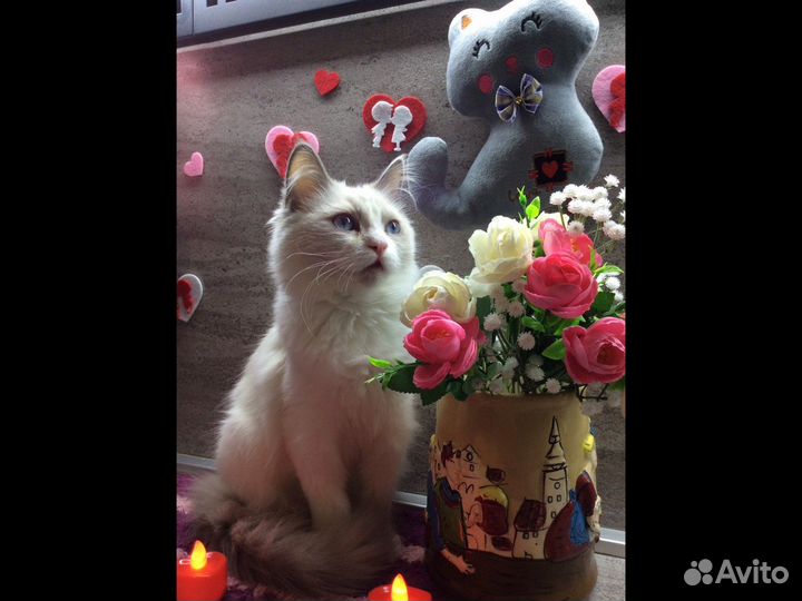 Котята рэгдолла