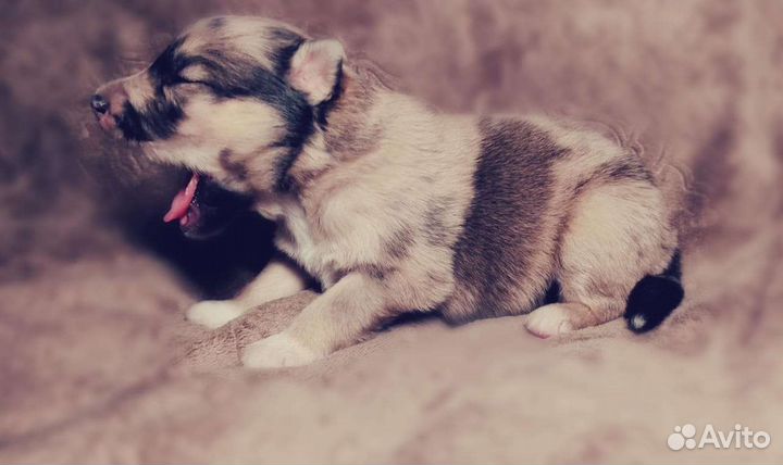 Щенки Аусси