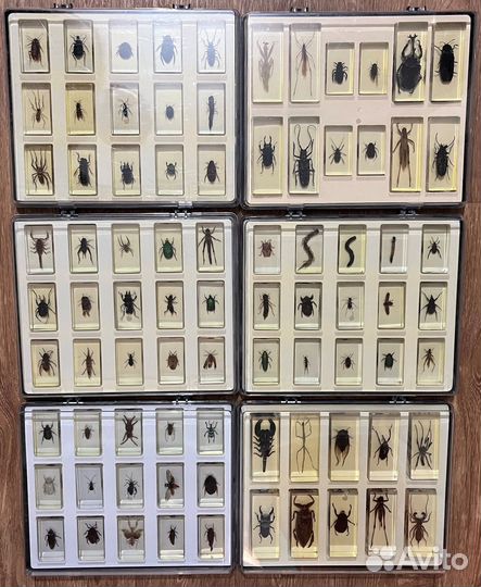 Насекомые и их знакомые