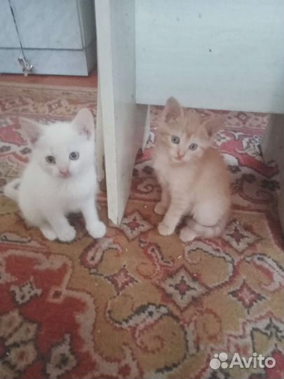 Кошка в дар бесплатно