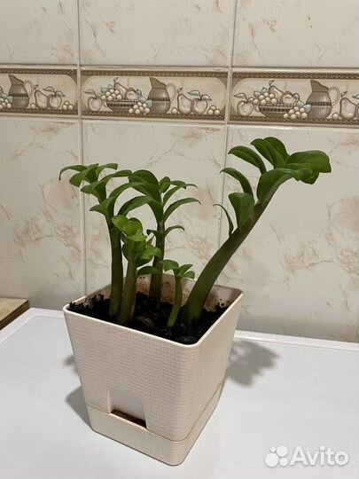 Замиокулькас цветок