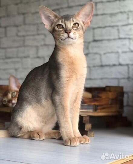 Абиссинские котята