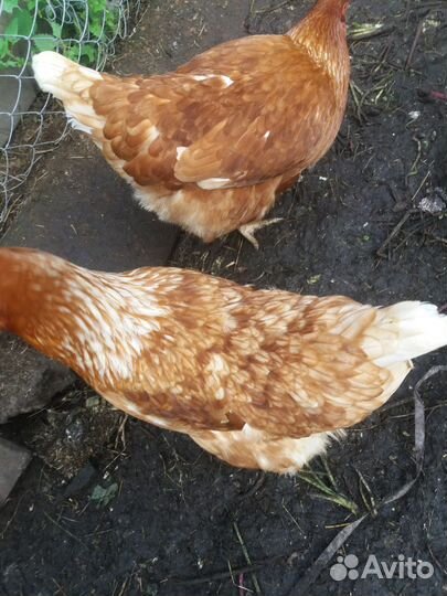 Куры несушки