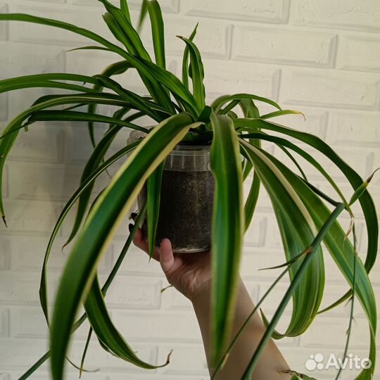 Хлорофитум детки