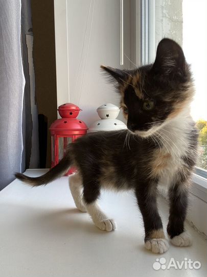 Котята ищут дом