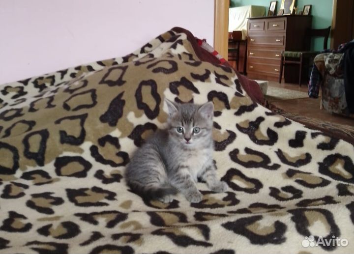 Котик