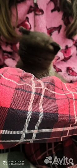 Шотландская прямоухие котята