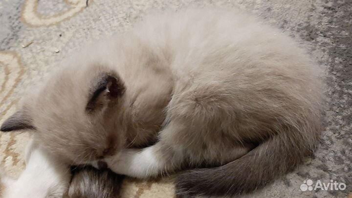 Котята