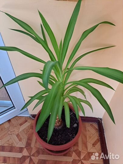 Панданус, Юкка, Фикус каучуконосный