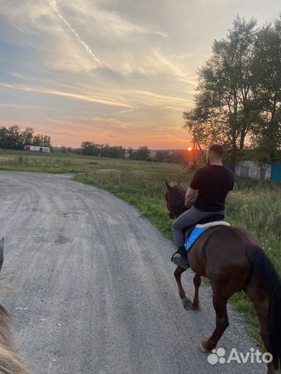 Конные прогулки, тренировки, аренда лошадей и пони