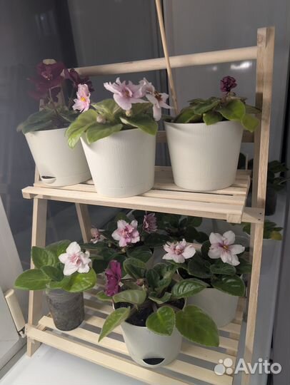 Продам фиалки