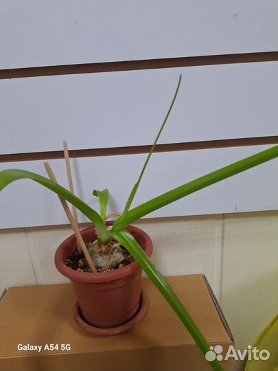 Индийский лук