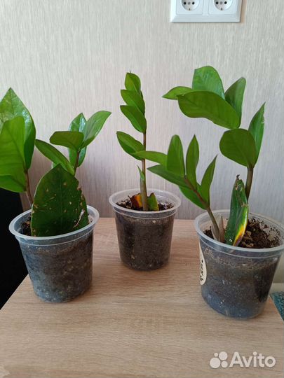 Замиокулькас замиелистный