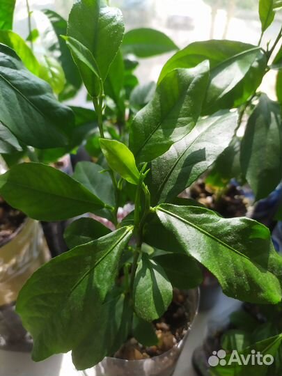 Рассада лимона