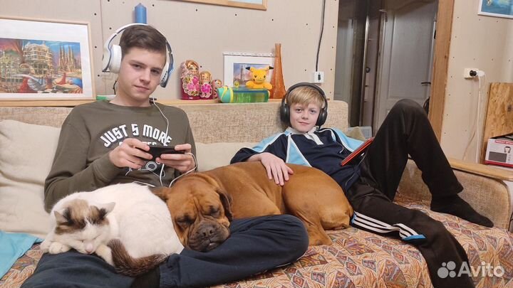 Передержка питомца