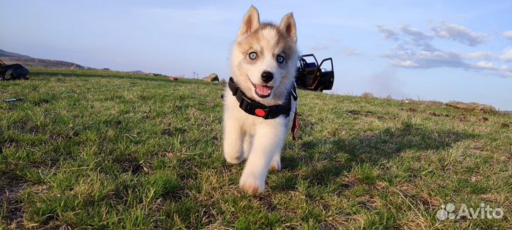 Щенки хаски