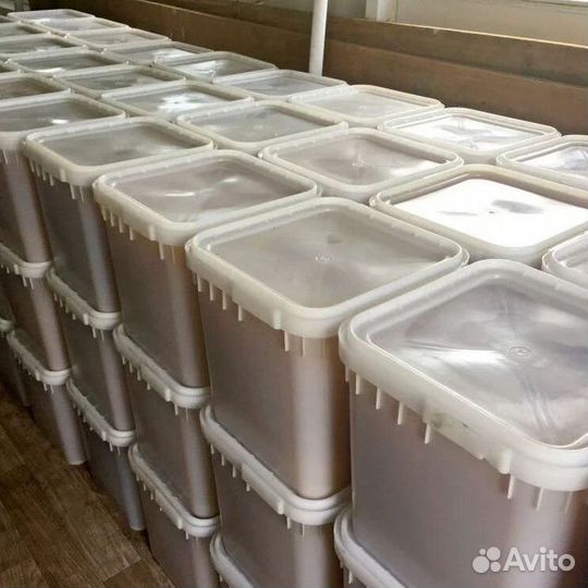 Дягиль качка 2023 только опт