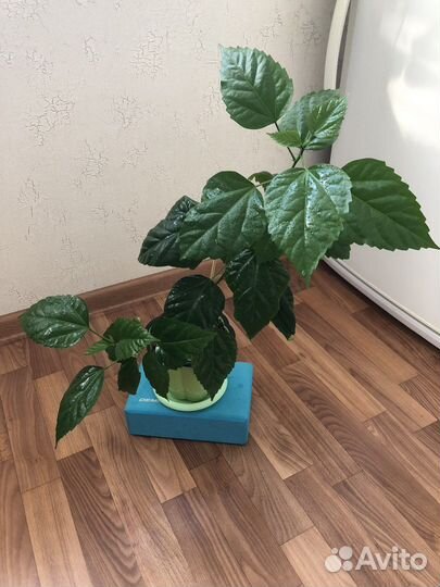 Гибискус (китайская роза)