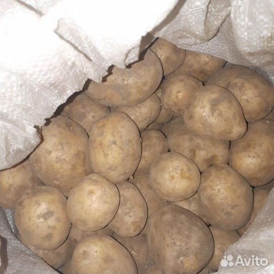 Продам картофель отборный