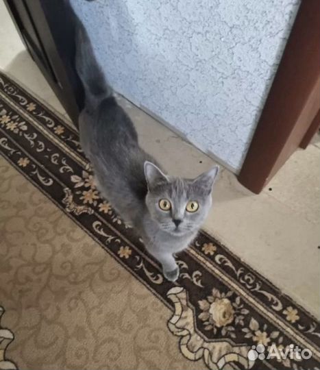 Британские котята