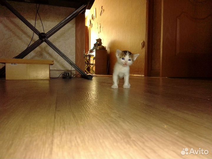 Вислоухие котята в дар