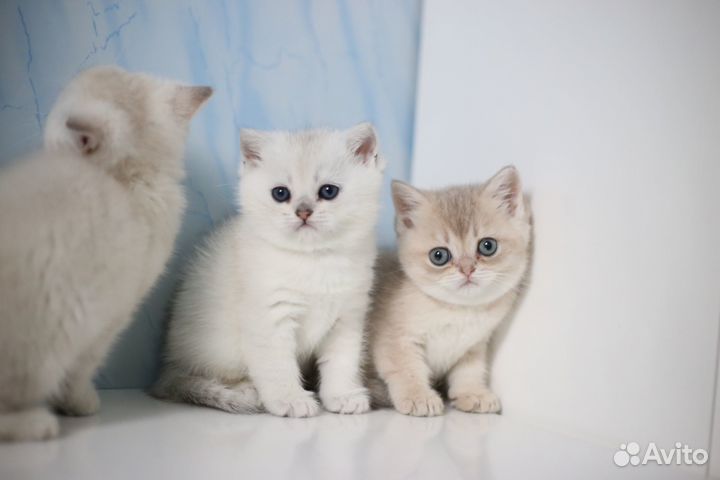 Британские котята