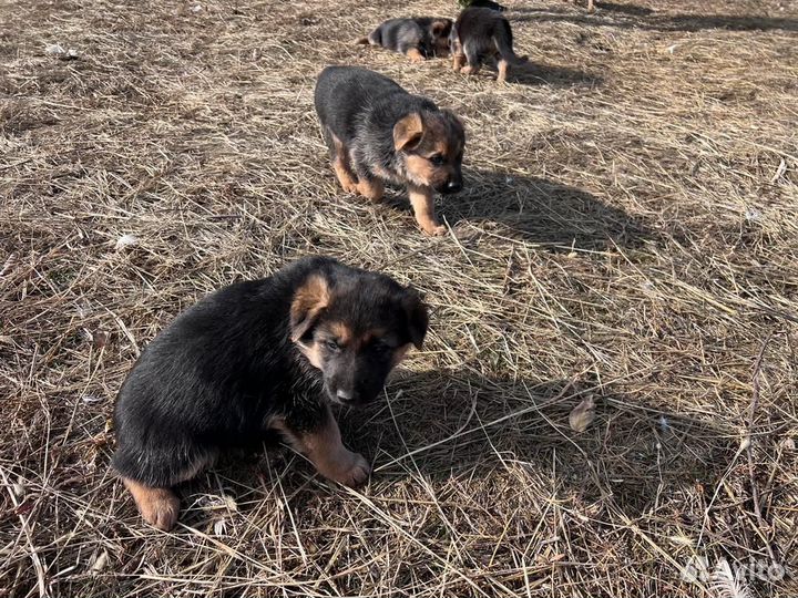 Щенки немецкой овчарки