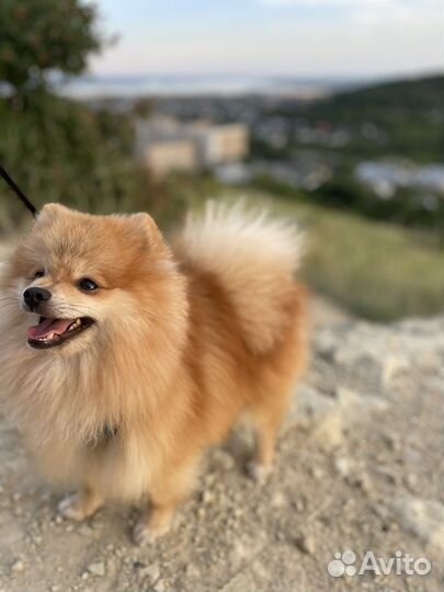 Померанский шпиц вязка кобель