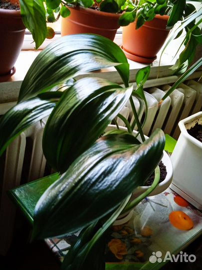 Комнатные растения цветы торг