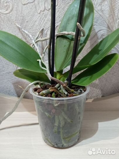 Чёрная птица