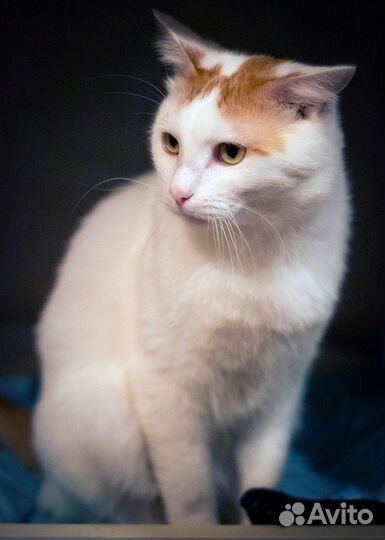 Котик бело-рыжий