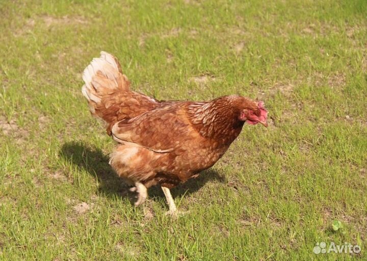 Курица несушка молодняк