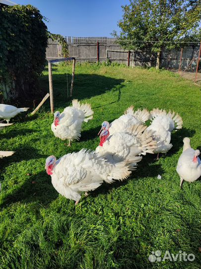 Продам мясо индейки