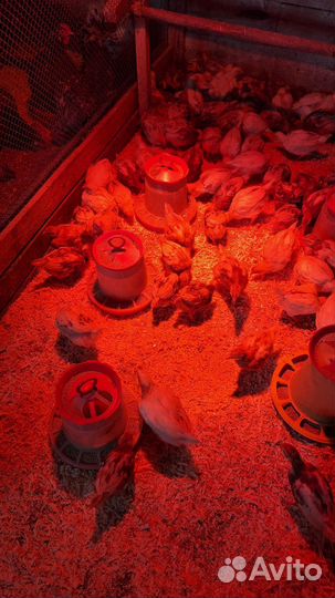 Цыплята ломан браун