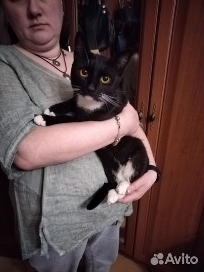 Предлагаю кота