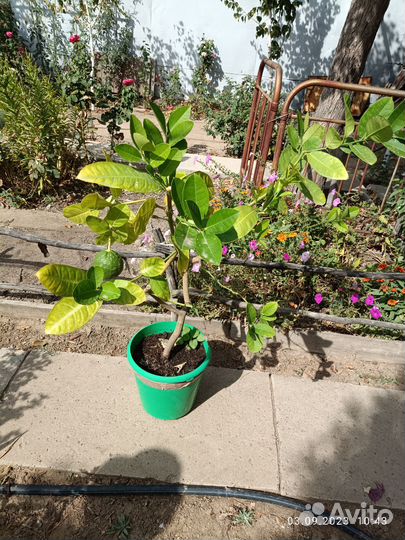 Лимон с плодом